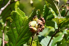 Corylus heterophylla