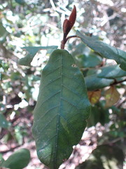 Trichocladus crinitus
