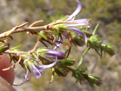 Wahlenbergia subulata