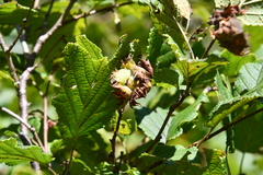 Corylus heterophylla