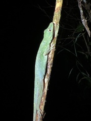 Anolis punctatus