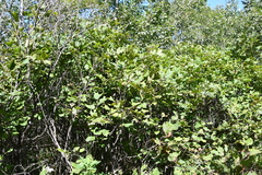 Corylus heterophylla