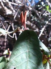 Trichocladus crinitus