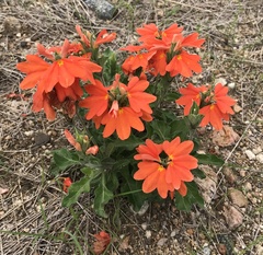 Crossandra greenstockii