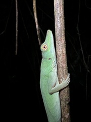 Anolis punctatus