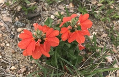 Crossandra greenstockii