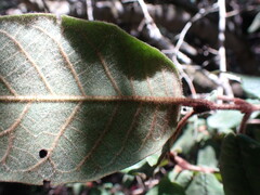 Trichocladus crinitus
