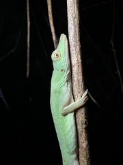 Anolis punctatus