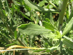 Tessaria absinthioides