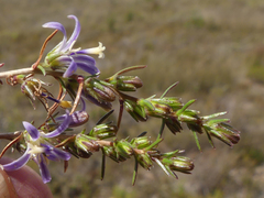 Wahlenbergia subulata