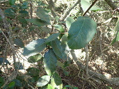 Elaeodendron croceum