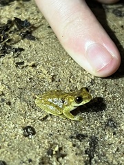 Dendropsophus