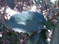 Elaeodendron croceum