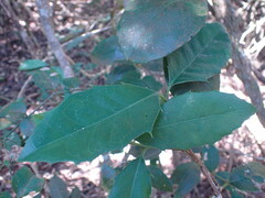 Elaeodendron croceum