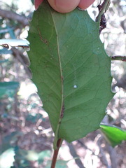 Elaeodendron croceum