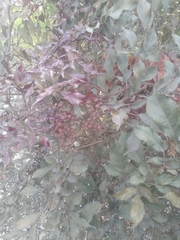 Schizomeria ovata