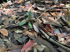 Mastigodryas boddaerti