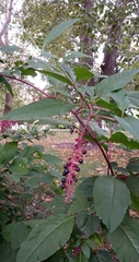 Phytolacca americana