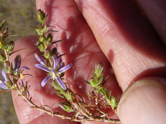 Wahlenbergia subulata