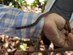 Mastigodryas boddaerti