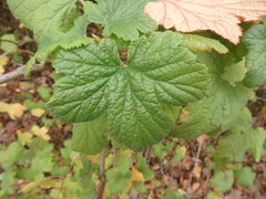 Ribes sanguineum