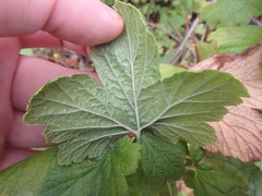 Ribes sanguineum