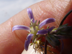 Wahlenbergia subulata