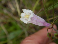 Penstemon hirsutus