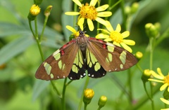 Phaloe cruenta