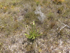 Leucadendron elimense elimense