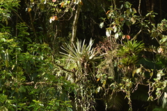 Vriesea paratiensis