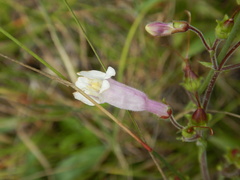 Penstemon hirsutus