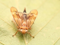 Entomophthorales