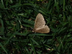 Lepidoptera