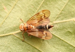Entomophthorales