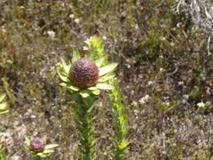 Leucadendron elimense elimense