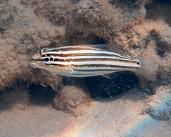Scaevius milii