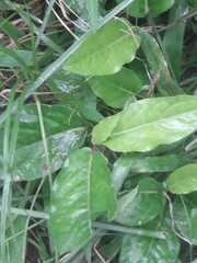 Laurus nobilis