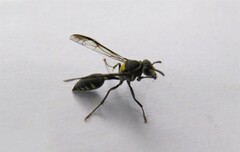 Polybia ruficeps xanthops