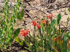 Erica cerinthoides cerinthoides