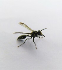 Polybia ruficeps xanthops