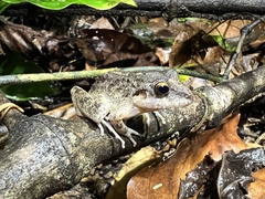 Pristimantis fenestratus