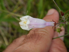 Penstemon hirsutus