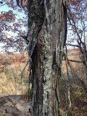 Carya carolinae-septentrionalis