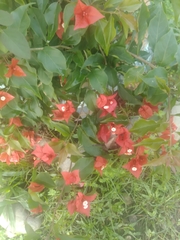 Bougainvillea spectabilis