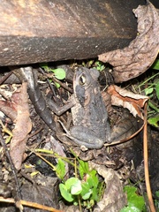 Rhinella marina