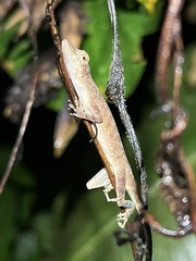 Anolis fuscoauratus