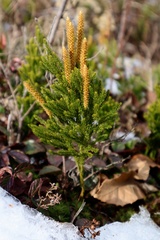 Dendrolycopodium hickeyi
