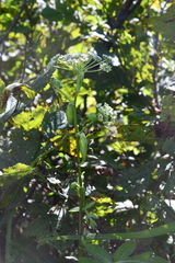 Angelica decursiva