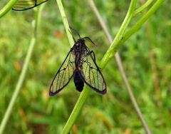 Argyroeides